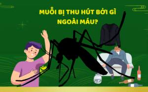 Muỗi bị thu hút bởi gì ngoài máu