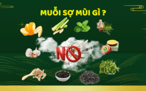 muoi-so-mui-gi