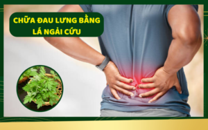 Chữa Đau Lưng Bằng Lá Ngải Cứu